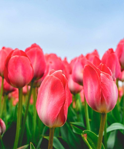 dp-florist-img-4342 (1)